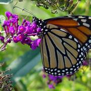 Monarch_082506_c_enhance_card