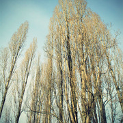 Trees_card