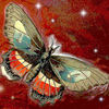 Butterly_thumb