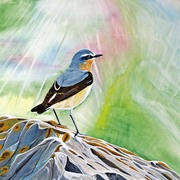 Wheatear_card