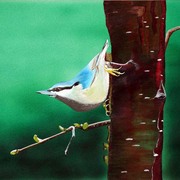 Nuthatch_card
