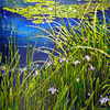 Tranquility1-1200_thumb
