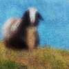 Baa_baa_blacksheep_6834_201_thumb