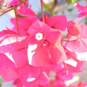 Bouganville_flower_shot_of_pink-_card