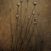 Wild_carrot_card
