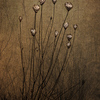 Wild_carrot_thumb