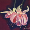 Bright_fuscia_thumb
