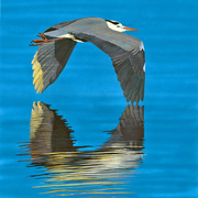 Grey_heron_card