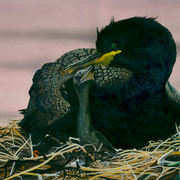 Shag_on_nest__card