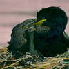 Shag_on_nest__thumb