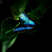 Butterfly_blue_2008azz_card