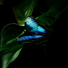 Butterfly_blue_2008azz_thumb