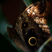 Butterfly_ii_2008zz_card