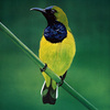 Olive_backed_sunbird_thumb