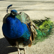 Peacock_looking_to_left_card