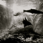 Zoo8_card
