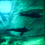 Zoo10_card
