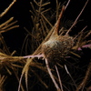 Hjw_5790_thumb