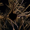 Hjw_5791_thumb