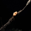 Hjw_5806_thumb