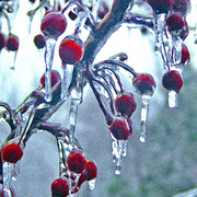 Frozen_cherries_sponge_card