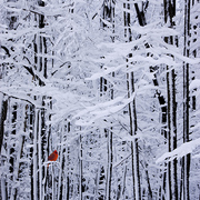 Winter_still_card