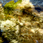 Garden_x1_card