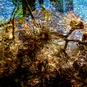 Garden_x_card