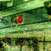 Escalator2_card