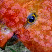 King_parrot_card