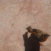 Dsc01152_card