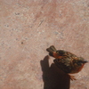 Dsc01152_thumb