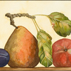 Pearplumapple_web_thumb