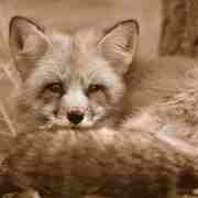 Red_fox-11x14-_finished_2_card