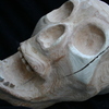 Copy_of_skull_022_thumb