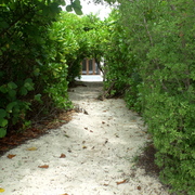 Leaf_tunnel_card