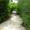 Leaf_tunnel_thumb