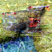 Trolley_6_card