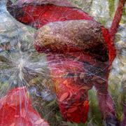 Cannas_card