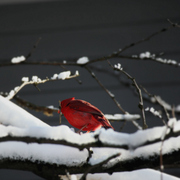 Img_7186a_card