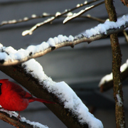 Img_7198b_card
