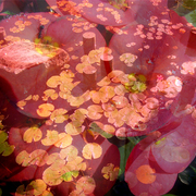 Pond_card