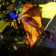 Sunlight_card