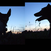 Rosie_and_millie_card