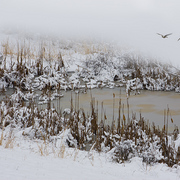 Winter_marsh_card
