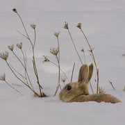 March_hare_card