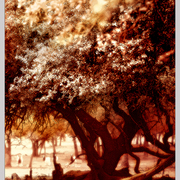 Fever_tree__japanese_long__11h72_rgb__copy_card