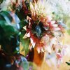 African_head_with_sunflower_blur_thumb