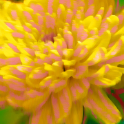 A_brush_with_spring_card