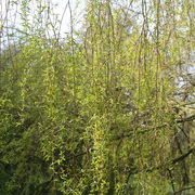 Img_5953_copy_card
